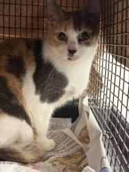 Shelter Stray Female Cat last seen Near BLOCK GRANT ST, HOLLYWOOD FL 33021, 2400 SW 42nd St, Fort Lauderdale, FL 33312, USA
