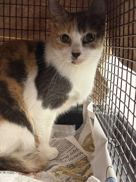 Shelter Stray Female Cat last seen Near BLOCK GRANT ST, HOLLYWOOD FL 33021, 2400 SW 42nd St, Fort Lauderdale, FL 33312, USA