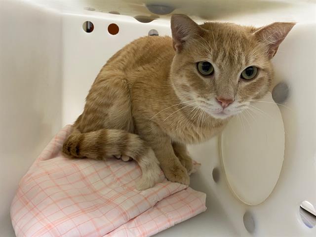 Shelter Stray Male Cat last seen Near BLOCK N HUMBOLDT BLVD, 3839 W Burnham St, West Milwaukee, WI 53215, USA