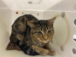 Shelter Stray Male Cat last seen Near BLOCK N HUMBOLDT BLVD, 3839 W Burnham St, West Milwaukee, WI 53215, USA