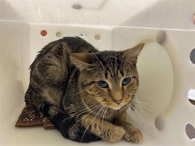 Shelter Stray Male Cat last seen Near BLOCK N HUMBOLDT BLVD, 3839 W Burnham St, West Milwaukee, WI 53215, USA