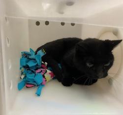 Shelter Stray Male Cat last seen , 3839 W Burnham St, West Milwaukee, WI 53215, USA