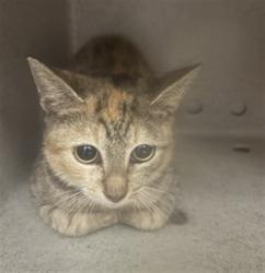 Shelter Stray Unknown Cat last seen , 232 Eslinger Way, Sanford, FL 32773, USA