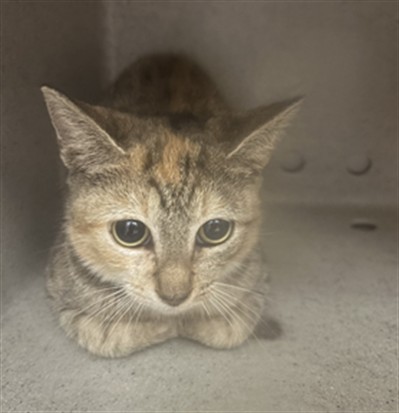 Shelter Stray Unknown Cat last seen , 232 Eslinger Way, Sanford, FL 32773, USA