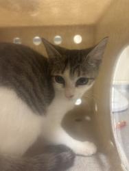 Shelter Stray Unknown Cat last seen , 232 Eslinger Way, Sanford, FL 32773, USA