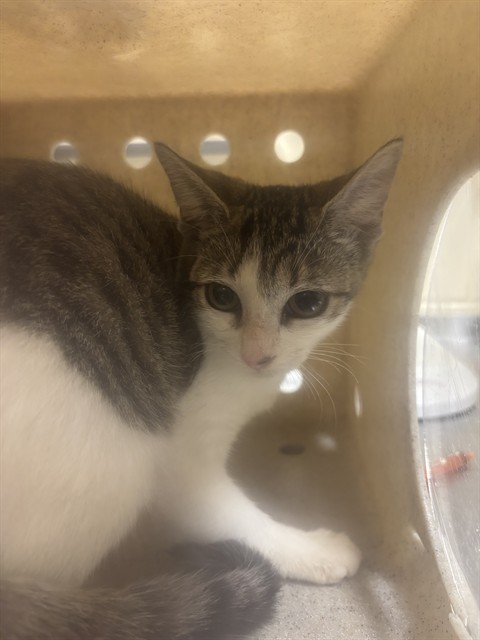 Shelter Stray Unknown Cat last seen , 232 Eslinger Way, Sanford, FL 32773, USA