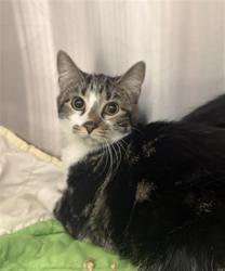 Shelter Stray Female Cat last seen Near, 5001 E Raymond St, Indianapolis, IN 46203, USA
