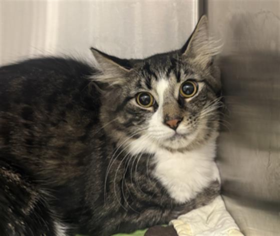 Shelter Stray Male Cat last seen Near, 5001 E Raymond St, Indianapolis, IN 46203, USA