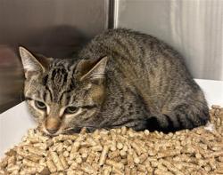 Shelter Stray Female Cat last seen Near, 5001 E Raymond St, Indianapolis, IN 46203, USA