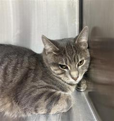 Shelter Stray Male Cat last seen Near, 5001 E Raymond St, Indianapolis, IN 46203, USA