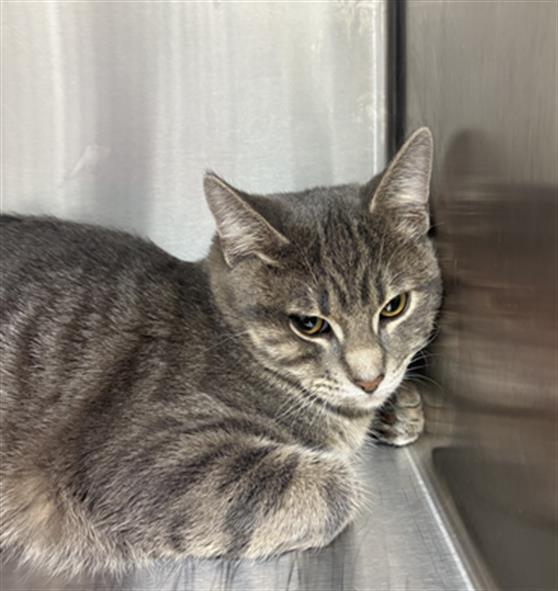 Shelter Stray Male Cat last seen Near, 5001 E Raymond St, Indianapolis, IN 46203, USA