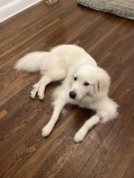 Reunited Male Dog last seen Near block of Sunset Blvd, Tampa, FL 33629
