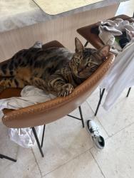 Lost Male Cat last seen Near Mount brundage ave, San Diego, CA 92111