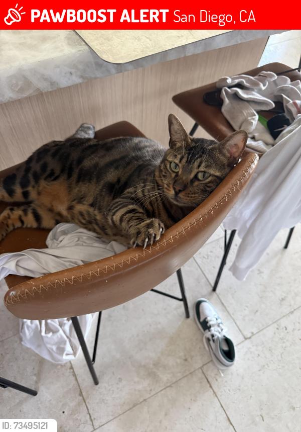 Lost Male Cat last seen Near Mount brundage ave, San Diego, CA 92111