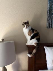 Reunited Female Cat last seen central way and crow canion, Danville, CA 94506