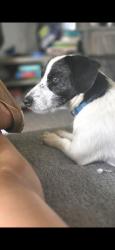 Reunited Male Dog last seen Hey 158, Midland, TX 79706