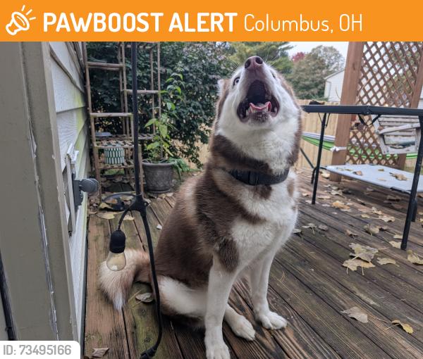 Found/Stray Female Dog last seen Modoc and Discovery Drive, Columbus, OH 43085