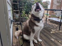 Found/Stray Female Dog last seen Modoc and Discovery Drive, Columbus, OH 43085