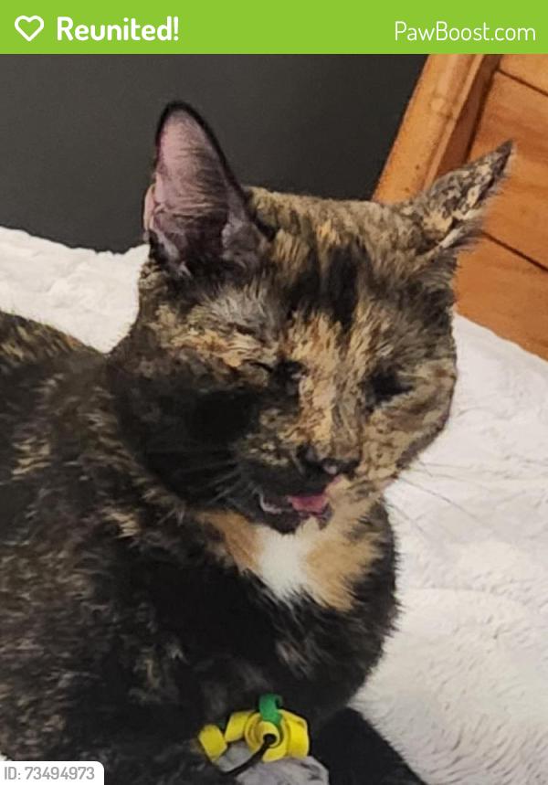 Reunited Female Cat last seen Solly and mountain road, Pasadena, MD 21122