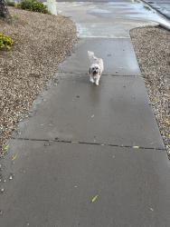 Found/Stray Female Dog last seen Whyman Ave & 103rd Ave, Tolleson, AZ 85353