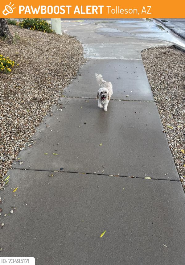 Found/Stray Female Dog last seen Whyman Ave & 103rd Ave, Tolleson, AZ 85353