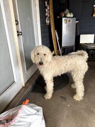 Reunited Male Dog last seen Longhorn and University, Mesa, AZ 85201