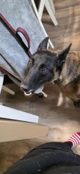 Found/Stray Female Dog last seen Highway 62 & Harlow Street, Archdale, NC 27263