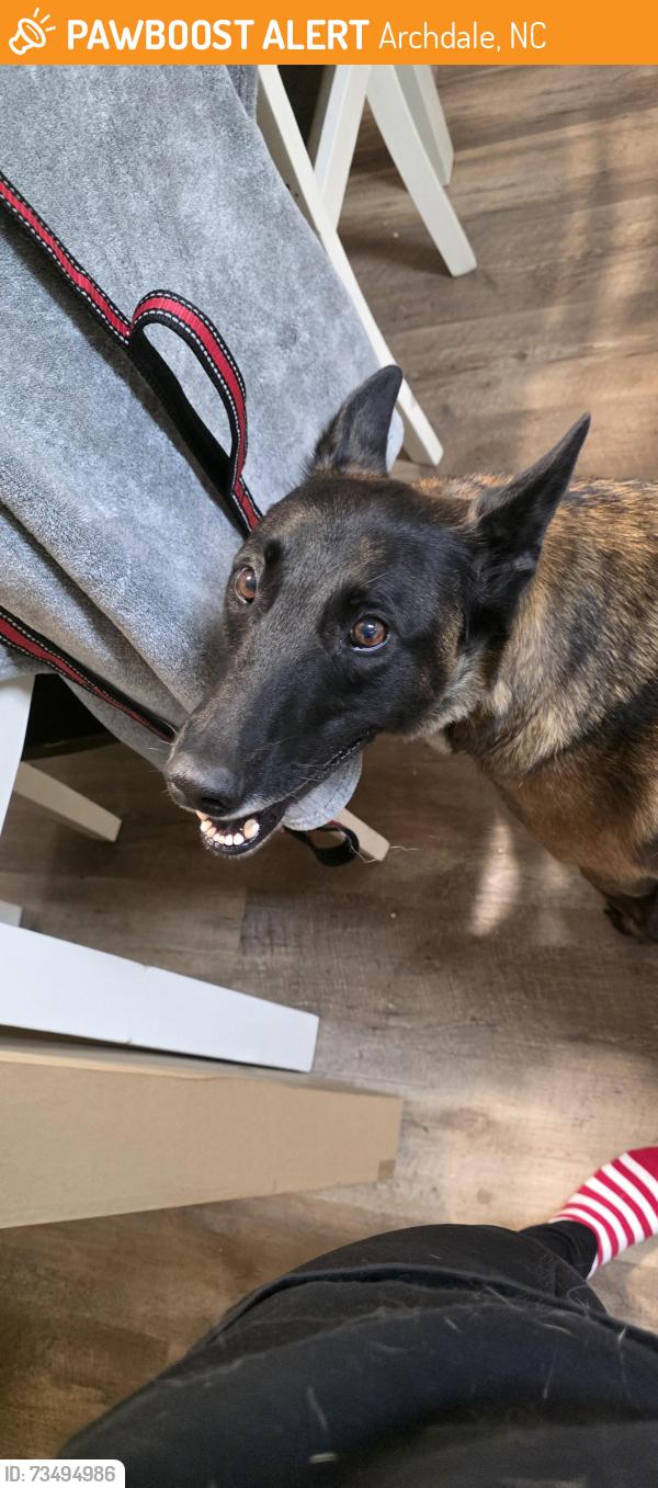 Found/Stray Female Dog last seen Highway 62 & Harlow Street, Archdale, NC 27263