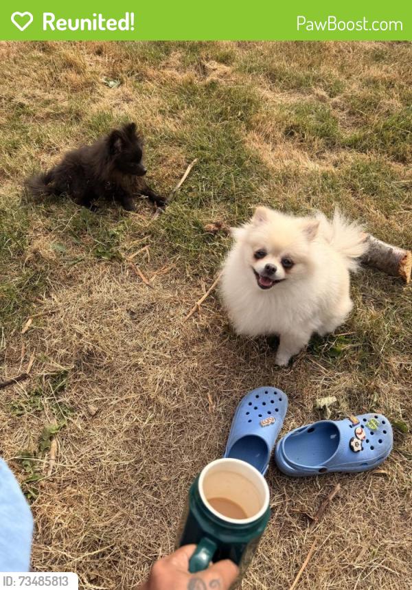 Reunited Female Dog last seen Mitchell elementary school, Richmond, BC 