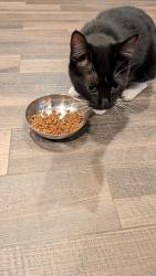Reunited Male Cat last seen Watson and Davern, Saint Paul, MN 55116