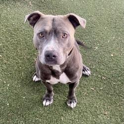 Shelter Stray Male Dog last seen Mandela Pkwy and 32nd St, Oakland, CA, 1101 29th Ave, Oakland, CA 94601, USA