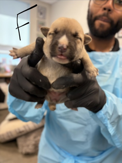 Shelter Stray Female Dog last seen S Hughes Ave & W Muscat Ave, Fresno Zone Fresno CO 1A 93706, CA, 1510 W Dan Ronquillo Dr, Fresno, CA 93706, USA