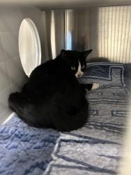 Shelter Stray Unknown Cat last seen Near peek road, Atlanta, GA, 1251 Fulton Industrial Blvd NW, Atlanta, GA 30336, USA