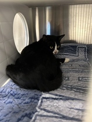Shelter Stray Unknown Cat last seen Near peek road, Atlanta, GA, 1251 Fulton Industrial Blvd NW, Atlanta, GA 30336, USA