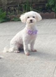 Reunited Female Dog last seen Furmamville Ave and 64 rd, Queens, NY 11379