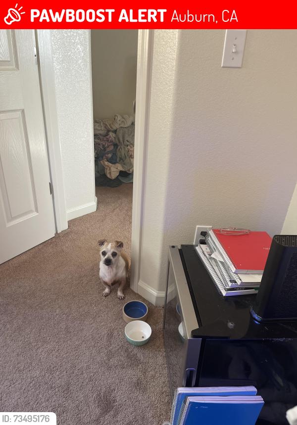 Lost Male Dog last seen Near Hoffman ave, Auburn, CA 95603