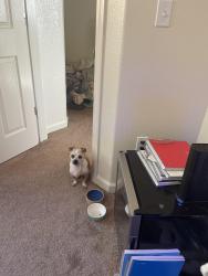 Lost Male Dog last seen Near Hoffman ave, Auburn, CA 95603