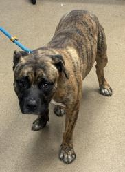 Shelter Stray Male Dog last seen Near North Superior Avenue, 30033, GA, 3280 Chamblee Dunwoody Rd, Chamblee, GA 30341, USA