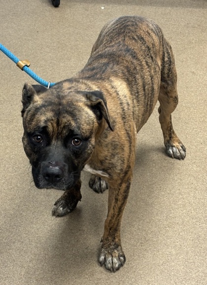 Shelter Stray Male Dog last seen Near North Superior Avenue, 30033, GA, 3280 Chamblee Dunwoody Rd, Chamblee, GA 30341, USA