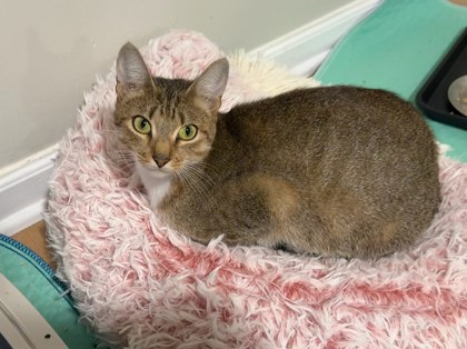 Shelter Stray Female Cat last seen Near Baynes Hill Cir Clarkston Georgia 30021, 30021, GA, 3280 Chamblee Dunwoody Rd, Chamblee, GA 30341, USA
