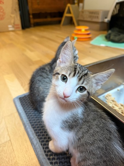 Shelter Stray Male Cat last seen Near Baynes Hill Cir Clarkston Georgia 30021, 30021, GA, 3280 Chamblee Dunwoody Rd, Chamblee, GA 30341, USA