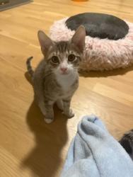 Shelter Stray Male Cat last seen Near Baynes Hill Cir Clarkston Georgia 30021, 30021, GA, 3280 Chamblee Dunwoody Rd, Chamblee, GA 30341, USA