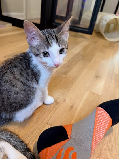 Shelter Stray Male Cat last seen Near Baynes Hill Cir Clarkston Georgia 30021, 30021, GA, 3280 Chamblee Dunwoody Rd, Chamblee, GA 30341, USA