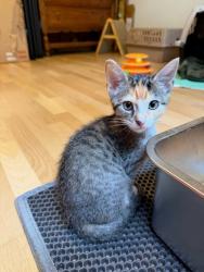 Shelter Stray Female Cat last seen Near Baynes Hill Cir Clarkston Georgia 30021, 30021, GA, 3280 Chamblee Dunwoody Rd, Chamblee, GA 30341, USA