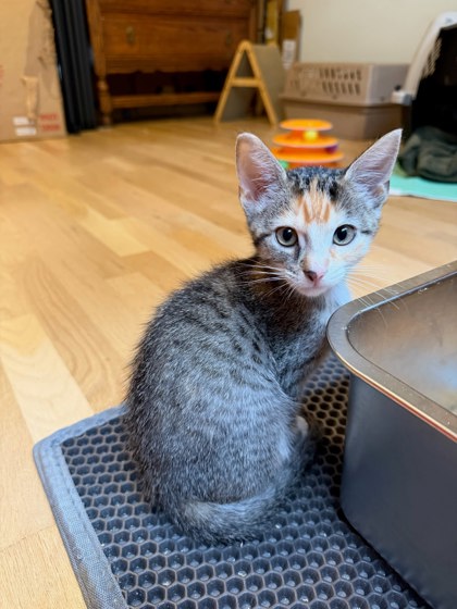 Shelter Stray Female Cat last seen Near Baynes Hill Cir Clarkston Georgia 30021, 30021, GA, 3280 Chamblee Dunwoody Rd, Chamblee, GA 30341, USA