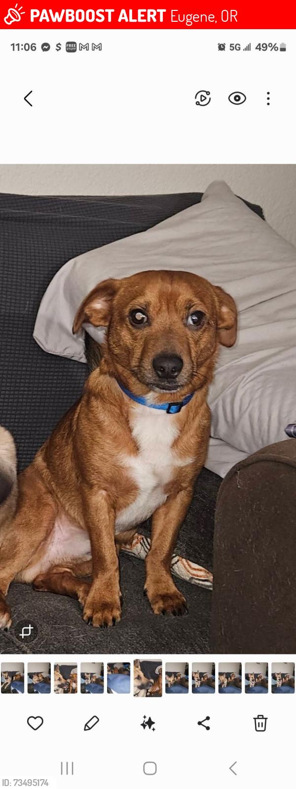 Lost Male Dog last seen Autzen stadium, Eugene, OR 97401