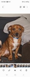 Lost Male Dog last seen Autzen stadium, Eugene, OR 97401