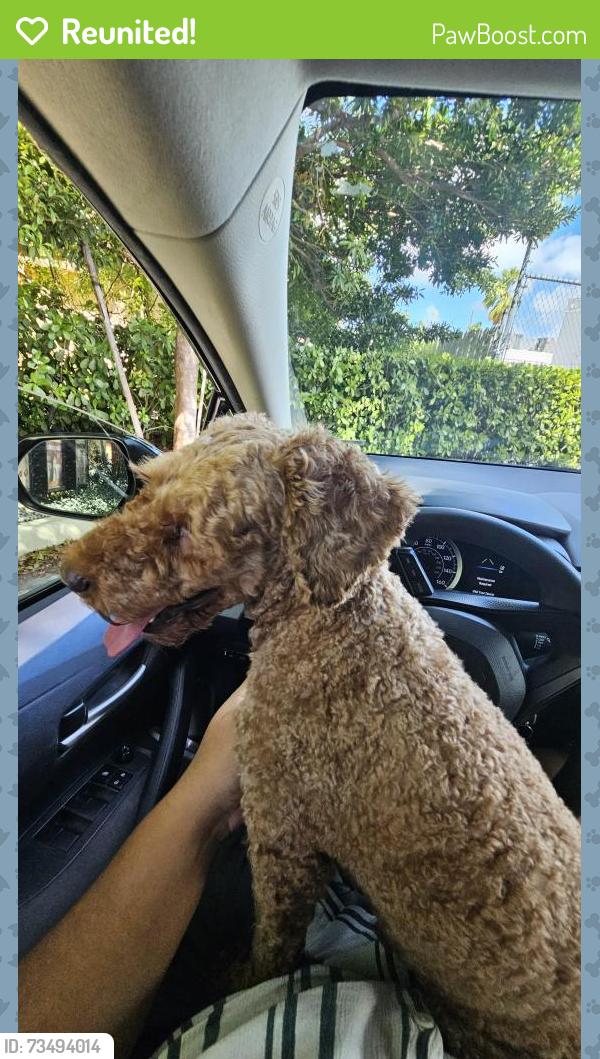 Reunited Male Dog last seen Sw 9th st and 7th ave, Miami, FL 33130