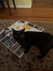 Lost Male Cat last seen Hedgeway ct and hedgeway, Parker, CO 80134