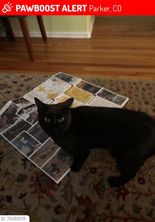 Lost Male Cat last seen Hedgeway ct and hedgeway, Parker, CO 80134